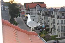 Das ist Möwie. Die kommt immer um was zu essen zu holen. Die hat wohl kein zu Hause. IMG_4574.jpg