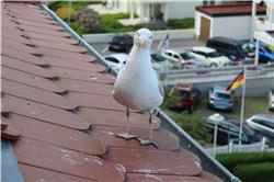 Das ist Möwie. Die kommt immer am Abend zu uns und will unsere leckeren Fillinchen essen. IMG_4659.jpg