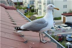 Hier ziert sie sich zwar grad ein bisschen, aber Opi und Onkel Marcus kriegen die schon weich. IMG_4665.jpg